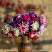 Астры - цветы сентября :: Bosanat 