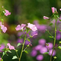 *** :: Иван Литвинов *** :: Иван Литвинов