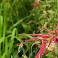 цветы лета :: Галина R...