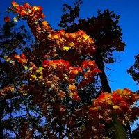 Осенняя краса поздним вечером... :: Игорь Тельцов