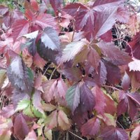 Красочно :: Андрей Хлопонин