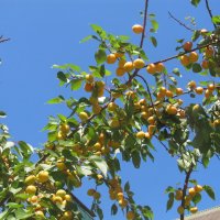 июль :: Елена Шаламова