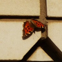 апрель :: Елена Шаламова