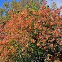 Осенний этюд. :: Владимир Мигонькин