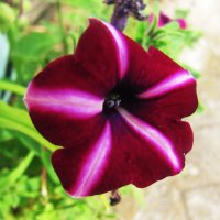 Пёстрая красотка :: Людмила Смородинская