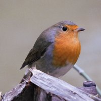 Зарянка :: Лина 