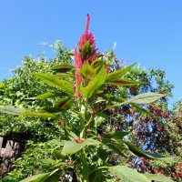 Амарант высокий! :: Елена Хайдукова  ( Elena Fly )