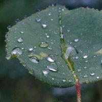 Дождь прошёл... :: Николай Саржанов