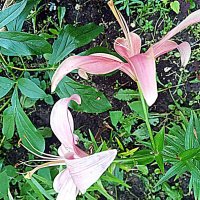 Цветы. :: Владимир Драгунский