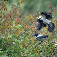 Вороны выбирают черноплодку. :: Владимир Безбородов