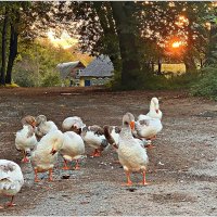 Гуси. :: Валерия Комова