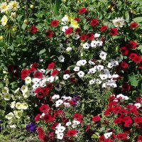 Разноцветье :: Рита Симонова