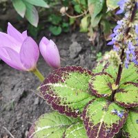 ,,, :: Сергей Тимоновский