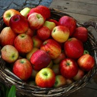 Хороший урожай :: Юрий. Шмаков