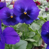 анютины глазки - виола :: СЕРГЕЙ ФИЛОЧКИН