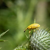 Долгоносик чертополоховый... :: Николай Гирш Долгоносик чертополоховый... :: Николай Гирш