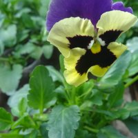 анютины глазки - виола :: СЕРГЕЙ ФИЛОЧКИН