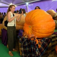 Среди жёлтых гигантов. :: Татьяна Помогалова