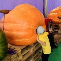 Интересно, что внутри! :: Татьяна Помогалова