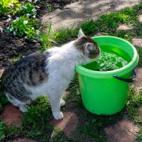 Жажда :: Владимир Иванович