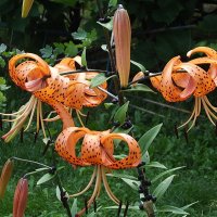 Лилии :: Freddy 97