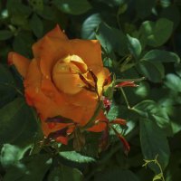 Оранжевая  Флорибунда :: Валентин Семчишин