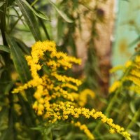 Золотарник канадский :: Алексей Архипов