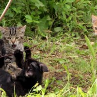 Кошачьи игры! :: жанна нечаева