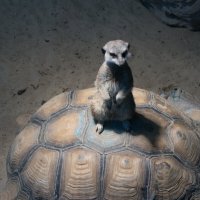 Казань. Зооботсад :: Андрей 