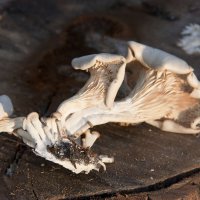 Грибы на чурке тополя . :: Виктор 