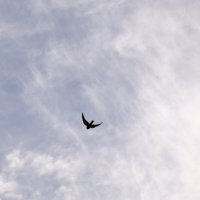 ... следя за полетом птиц 3 :: Павленко Михаил 