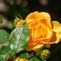 Было так жарко... :: Николай Гирш