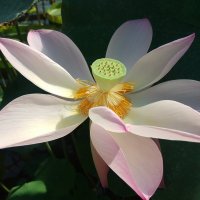 Утренний лотос...... :: Юрий Цыплятников Утренний лотос...... :: Юрий Цыплятников