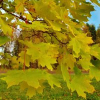 клен :: Владимир клен :: Владимир