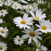 Ромашки :: Регина 