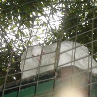 белый павлин :: fogmeadowww m