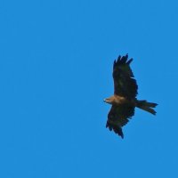 черный коршун :: gawrilа - dan