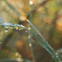 *** :: Елена Kазак (selena1965)