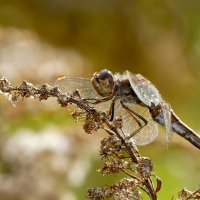 Из вчерашней съёмки 5 :: Александр Прокудин