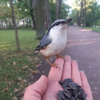 Поползень :: Сапсан 