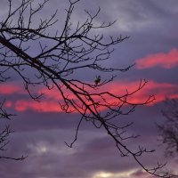 Розовый закат :: Мария Яковлева