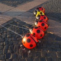 божьи коровки :: zavitok * божьи коровки :: zavitok *