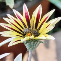 ... :: Светлана Ищенко ... :: Светлана Ищенко