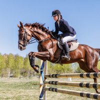 Конкур :: SanSan 