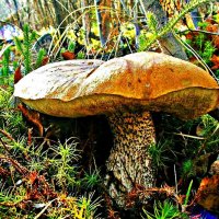 Осенний гриб-великан! :: Владимир 