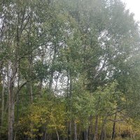 Родные,милые места... :: Андрей Хлопонин