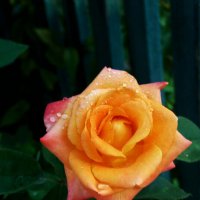 Оранжевая роза Флорибунда :: Валентин Семчишин Оранжевая роза Флорибунда :: Валентин Семчишин