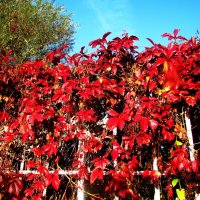 Осенняя красота :: Людмила Смородинская Осенняя красота :: Людмила Смородинская