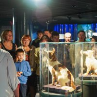 БРАТЬЯ_НАШИ_ :: Сергей Янович Микк БРАТЬЯ_НАШИ_ :: Сергей Янович Микк