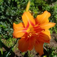 Цветы. :: Владимир Драгунский Цветы. :: Владимир Драгунский